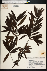 Quercus phellos image