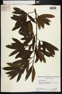 Quercus phellos image