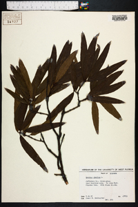 Quercus phellos image