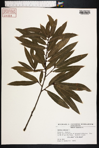 Quercus phellos image