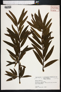 Quercus phellos image