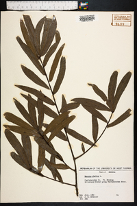 Quercus phellos image