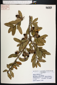 Quercus virginiana image