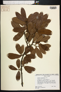 Quercus virginiana image