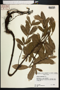 Quercus virginiana image