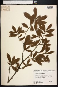 Quercus virginiana image