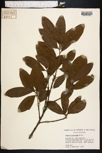 Quercus virginiana image