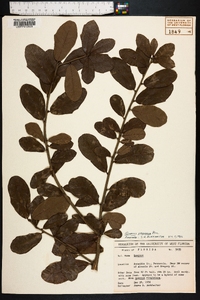 Quercus virginiana image