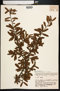 Quercus virginiana image