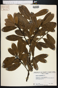 Quercus virginiana image