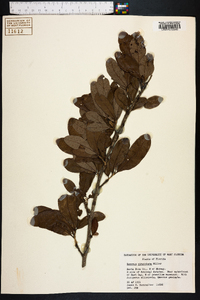 Quercus virginiana image