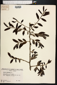 Quercus virginiana image