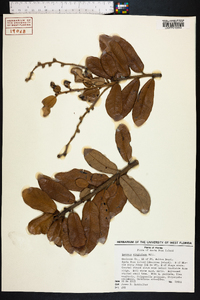 Quercus virginiana image