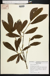 Quercus virginiana image