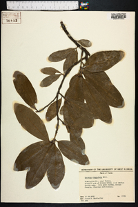 Quercus virginiana image