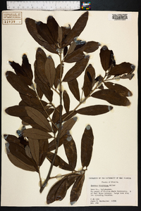 Quercus virginiana image