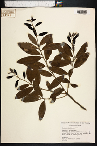 Quercus virginiana image