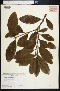 Quercus virginiana image