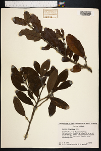 Quercus virginiana image