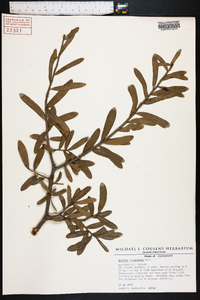 Quercus virginiana image