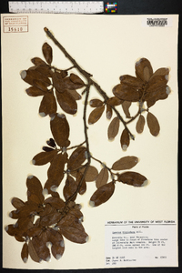 Quercus virginiana image