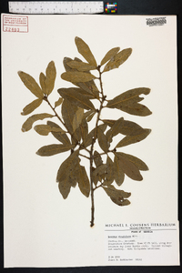 Quercus virginiana image