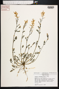 Corydalis micrantha image