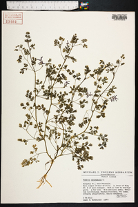 Fumaria officinalis image