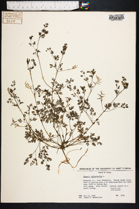 Fumaria officinalis image