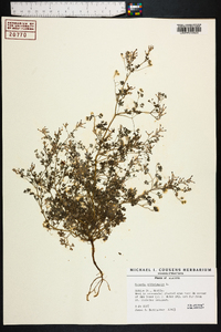 Fumaria officinalis image