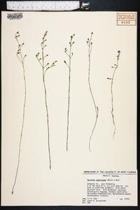 Bartonia paniculata image