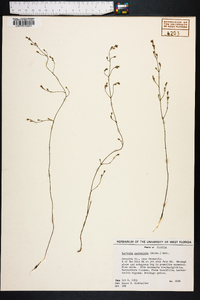 Bartonia paniculata image