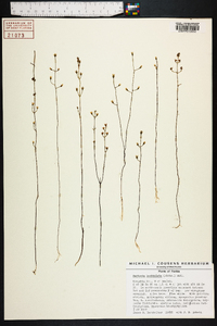 Bartonia paniculata image