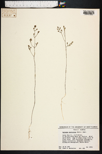 Bartonia paniculata image