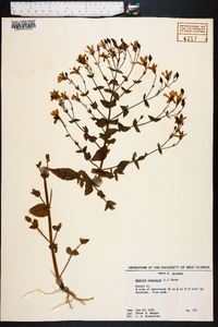 Sabatia angularis image