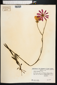 Sabatia bartramii image