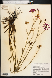 Sabatia bartramii image