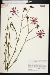 Sabatia bartramii image