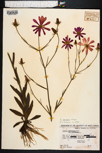 Sabatia bartramii image