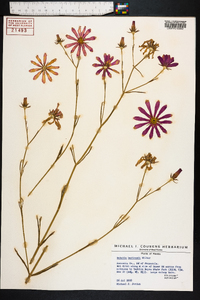 Sabatia bartramii image