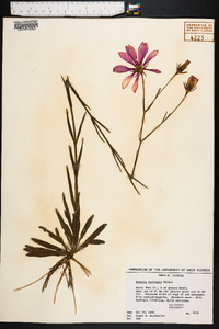 Sabatia bartramii image