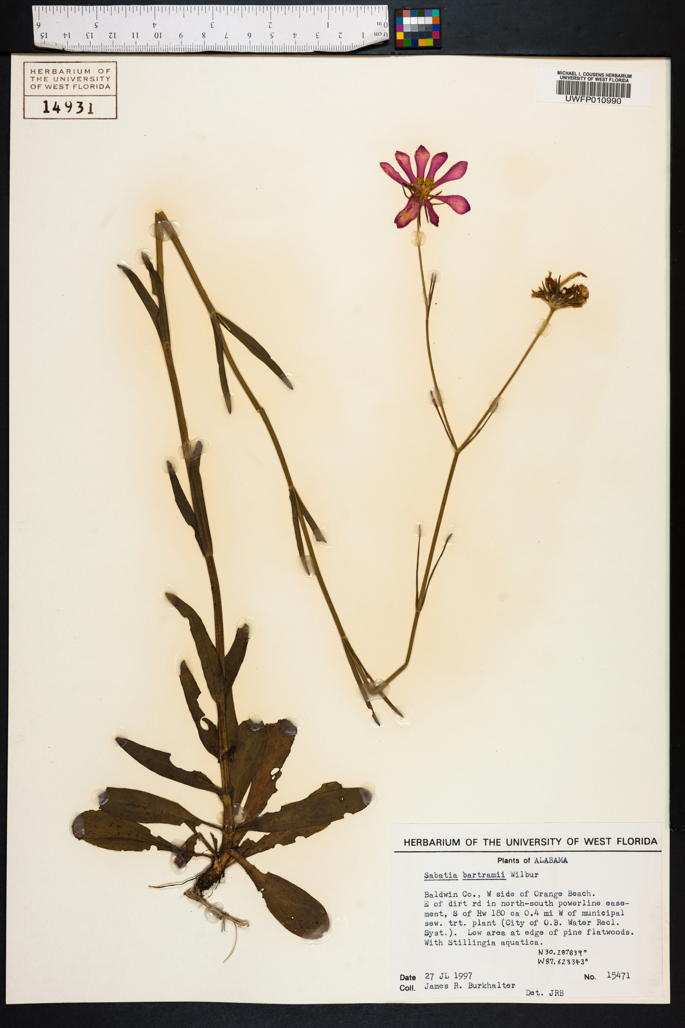 Sabatia bartramii image