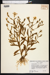 Sabatia calycina image