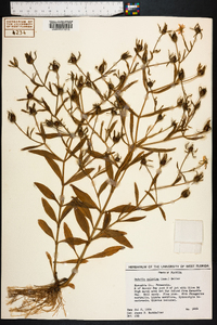 Sabatia calycina image