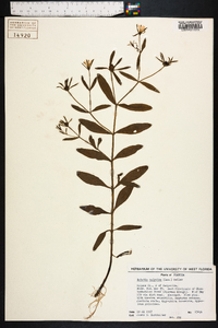 Sabatia calycina image