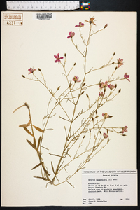 Sabatia campanulata image