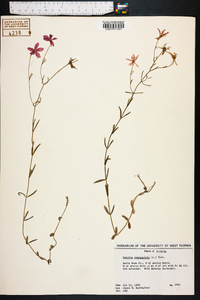 Sabatia campanulata image