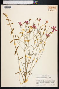 Sabatia campanulata image