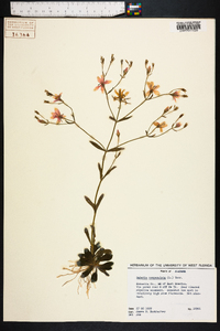 Sabatia campanulata image