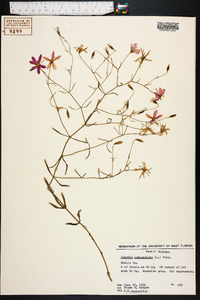 Sabatia campanulata image